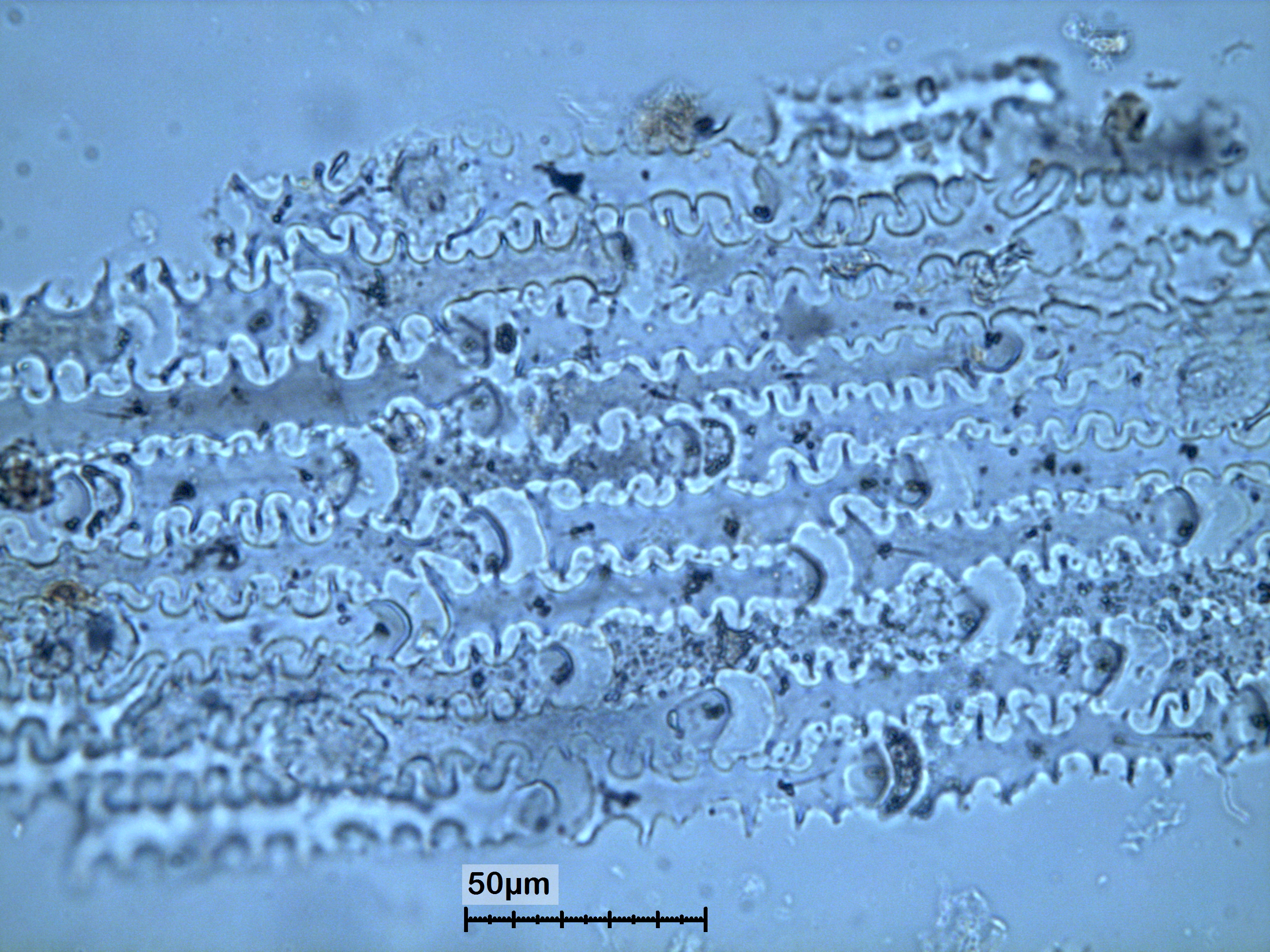 Phytolith microscopy reference image
