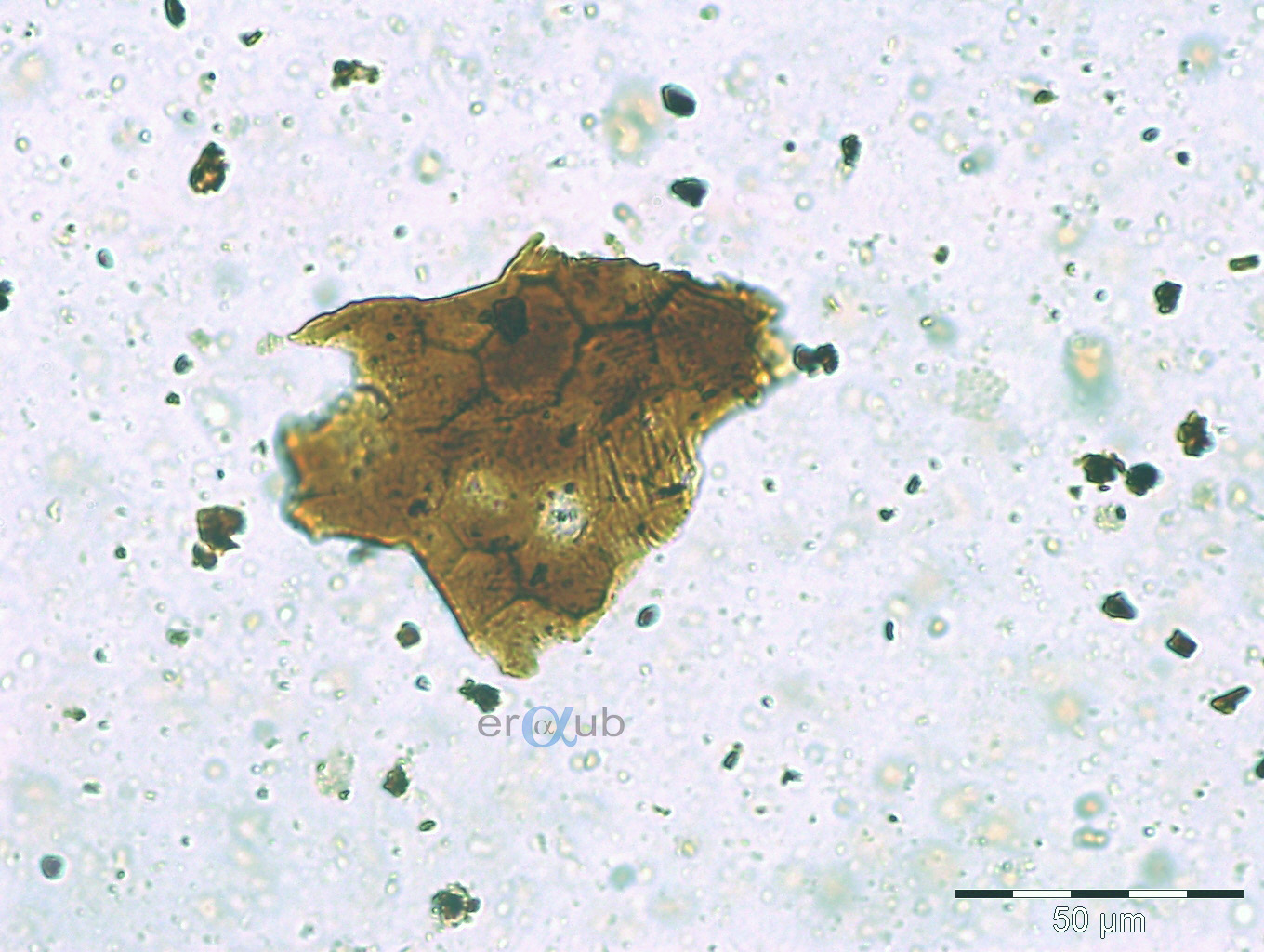 Phytolith Image